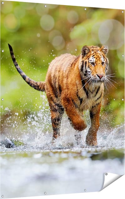 Gards Tuinposter Tijger Loopt in het Water - 120x160 cm - Tuindoek - Tuindecoratie - Wanddecoratie buiten - Tuinschilderij