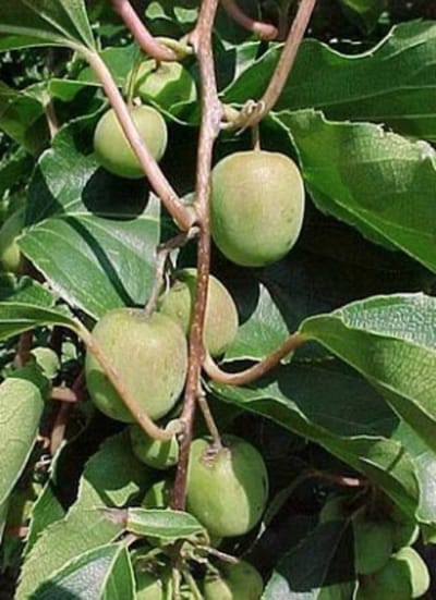 Actinidia arguta 'Issai' - Kiwibes, minikiwi, baby kiwi, kiwiberry 50-60 cm in pot