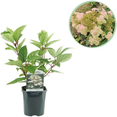 Plantenboetiek.nl | Pluim Hortensia - Hydrangea panniculata Wims Red - Bloem Wit Rood - Bladverliezend - Grote Bloemen - Ø18cm - 40-50cm hoog - Tuinplant