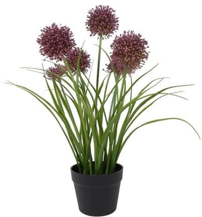 Countryfield Plant Allium S Paars 60 cm – Decoratieve Allium Bloem – Paarse Bloemendecoratie voor Interieur