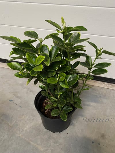 Euonymus Japonicus 'Aureus' - Kardinaalsmuts - 25-30 cm in pot: Struik met geelbont blad, geschikt voor hagen en borders.