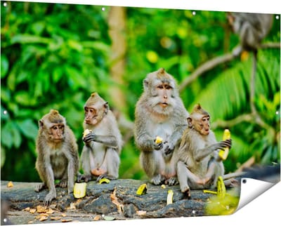 Gards Tuinposter Groep Apen Eten Bananen in het Bos - 150x100 cm - Tuindoek - Tuindecoratie - Wanddecoratie buiten - Tuinschilderij