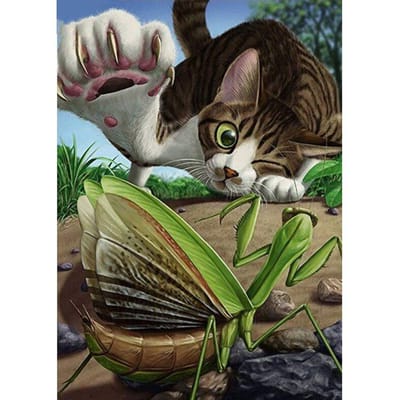 Volledige boor diamant schilderij kat bidsprinkhaan insect kruissteek ambachten diamant borduurwerk home decor 20X30CM black