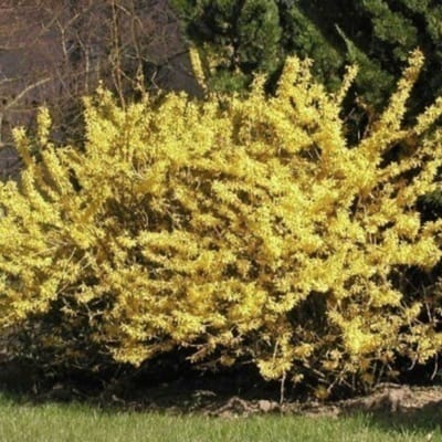Forsythia 'Maree d'or' - Chinees klokje 25 - 30 cm in pot