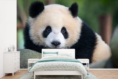 Behang - Fotobehang Panda - Wilde dieren - Portret - Steen - Breedte 600 cm x hoogte 400 cm