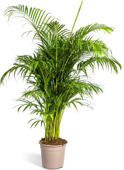 Dypsis lutescens - Areca Palm - Goudpalm - Ø27cm - 150-170cm hoog - Kamerplant - Groenblijvend