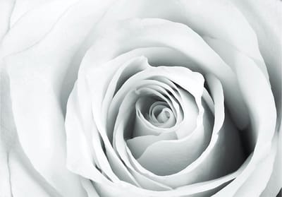 Fotobehangkoning - Behang - Vliesbehang - Fotobehang Roos - Rose charade - 150 x 105 cm