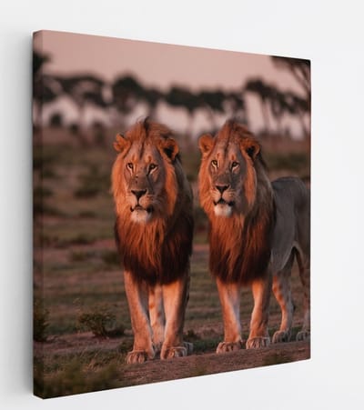 Saammp Canvas Schilderij - 2 Leeuwen in de serangeti in de zonsondergang - Dieren - Natuur - 20x20 - Foto op canvas - Wanddecoratie - Muurdecoratie Woonkamer - Slaapkamer decoratie - Canvas Print