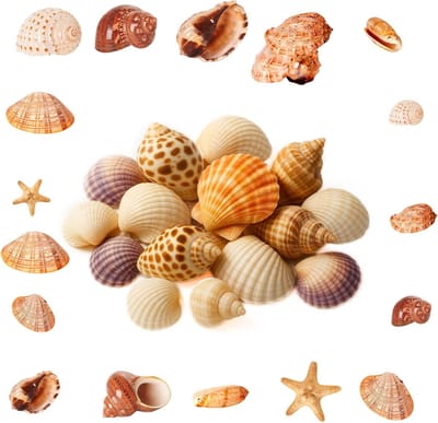 Natuurlijke Schelpen voor Knutselen, Decoratieve Schelpen, Sterrenzeesterren voor Vazen, Vulling en DIY Projecten, Strandthema Decoratie