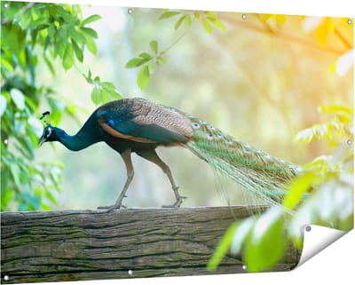 Gards Tuinposter Pauw Loopt op een Tak in de Natuur - 150x100 cm - Tuindoek - Tuindecoratie - Wanddecoratie buiten - Tuinschilderij