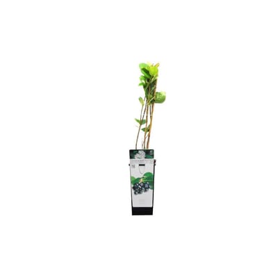 Aronia Prunifolia 'Viking' - Grootvruchtige Appelbes 40 - 60 cm in pot
