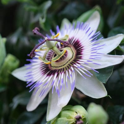 Sluis Garden Passiebloem Passion Blue