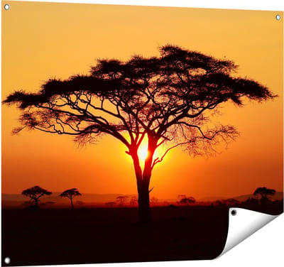 Gards Tuinposter Zonsondergang Achter een Savanne Boom - 100x80 cm - Tuindoek - Tuindecoratie - Wanddecoratie buiten - Tuinschilderij