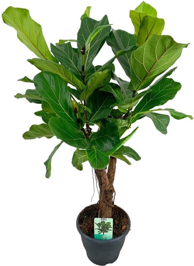 Green Harmony | Ficus Lyrata - Ø26cm - 100cm