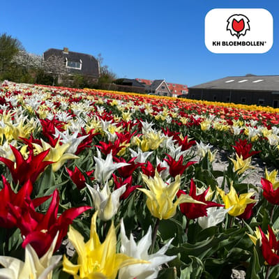 Tuinplantenshop.com | Tulpenbollen 'Tres Chic Mix' | 20 Stuks | Rood Geel & Witte Tulpen - Ø5cm - 30-50cm hoog - Bloembol - Tuinplant