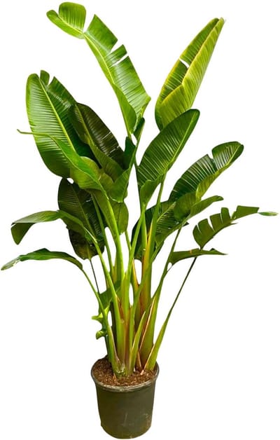 Meerstammige kamerplant XXL Strelitzia Augusta - 2.5 m hoog - ø30