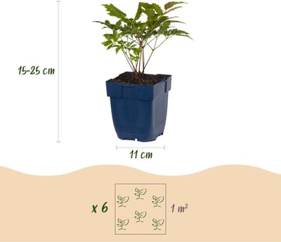 Green boutiQ - Vasteplant - Astilbe Tricolour - Pluimspirea - Schaduw - Paars - Roze - Wit - 6 Planten - Pot 11cm - Hoogte 15-25cm
