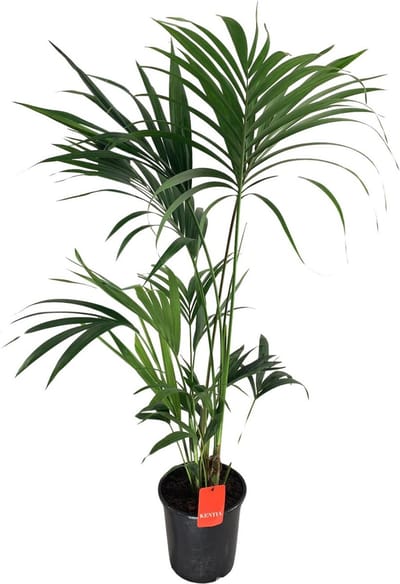 Plantenboetiek.nl | Howea Forsteriana - Ø24cm - 120-130cm hoog - Kamerplant - Groenblijvend