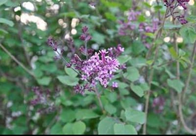 Syringa bloomerang 'Dark Purple'® - Gewone Sering 60- 80 cm in pot