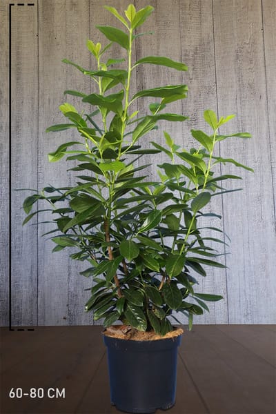 Plants Online - Haagplanten - Heesters - Laurier 'Novita' - Pot 60-80 cm - set van 10 - Bloeiende plant - Grootbladig - Snelle groeier - Vruchtdragend - Wintergroen