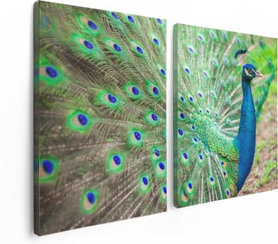 Artaza Canvas Schilderij Tweeluik Pauw Met Kleurrijke Veren  - 120x80 - Foto Op Canvas - Canvas Print