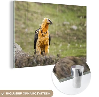 ® Glasschilderij 180x120 cm - Schilderij acrylglas - Een Baardgier op jacht - Foto op glas - Muurdecoratie woonkamer - Wanddecoratie slaapkamer - Schilderijen