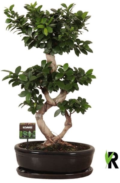 Ficus Microcarpa 8-type in Keramiek ovaal schaal met schotel zwart 70 cm - Kamerplant - Potmaat Ø35 cm