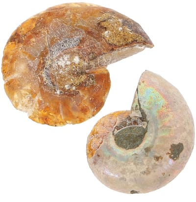 JHUBERS- Ammonieten Fossielen Set van 2 - Dieren Fossielen - Paleontologie - Educatieve Ornamenten - Biologische Wetenschap - Pedagogisch Gebruik