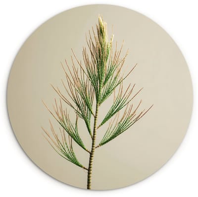 WallCircle® Wandcirkel 120x120 cm - Muurcirkel Dennentak - Naaldvormige bladeren - Lichtgroen - Muurdecoratie woonkamer - Wanddecoratie slaapkamer - Kamer decoratie accessoires - Ronde schilderijen XXL