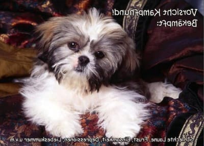 Deurbordje Huisdier - Waarschuwingsbordje Hond - Huis Beveiligen - Gelamineerd Schild - DIN A5 - Veelkleurig