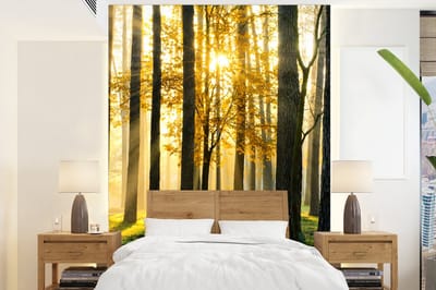 Behang - Fotobehang Bos - Zon - Bomen - Gras - Landschap - Natuur - Breedte 160 cm x hoogte 220 cm