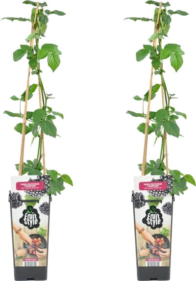 Bloomique - Set van 2 - Rubus Fruticosus Thornfree - Bramenstruik - Fruitplanten - Tuinplanten - Winterhard - Hoogte 50-70 cm - Pot 15 cm