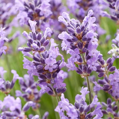 Lavendel (Lavandula angustifolia) - 6x - Hidcote per 2 meter - Lavandula - Vaste planten - Bijen-Vlinders