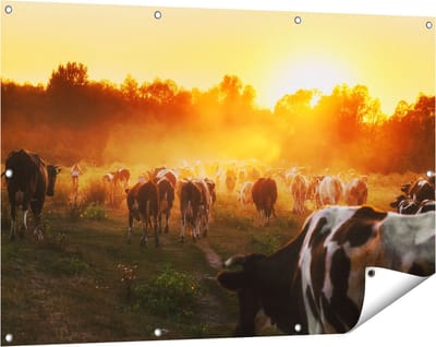 Gards Tuinposter Kudde Koeien in Weiland bij Zonsondergang - 120x80 cm - Tuindoek - Tuindecoratie - Wanddecoratie buiten - Tuinschilderij