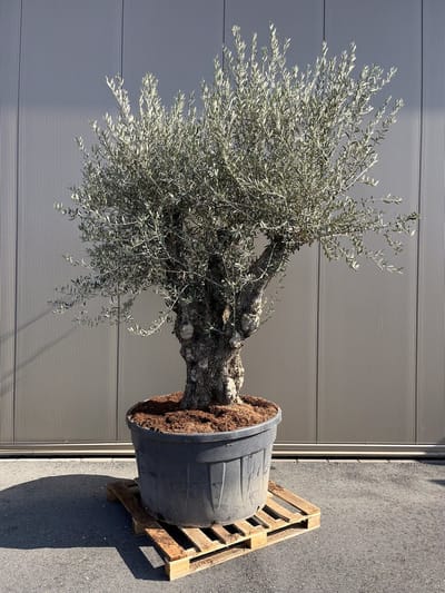 Olijfboom Olea Europaea Bonsai XXXXL - 300 cm
