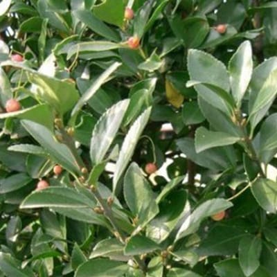 Euonymus Japonicus - Japanse Kardinaalsmuts 30-40 cm pot