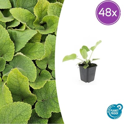 Trendyplants - Phlomis russeliana - 48 stuks - Brandkruid - Winterhard - Hoogte 10-30 cm - Potmaat Ø9cm