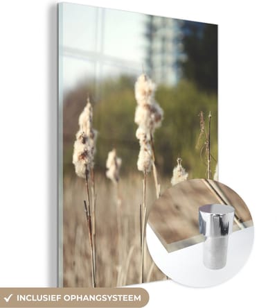 MuchoWow® Glasschilderij 30x40 cm - Schilderij acrylglas - Katoen - Zon - Planten - Foto op glas - Schilderijen
