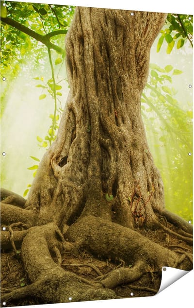 Gards Tuinposter Grote Boom in het Bos met Wortels - 120x160 cm - Tuindoek - Tuindecoratie - Wanddecoratie buiten - Tuinschilderij