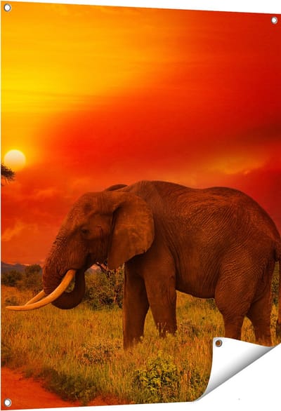 Gards Tuinposter Olifant in het Wild tijdens Zonsondergang - 80x100 cm - Tuindoek - Tuindecoratie - Wanddecoratie buiten - Tuinschilderij