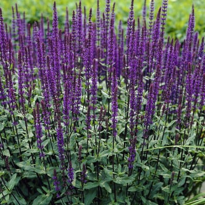 25 x Salie Caradonna Paars|Blauw - Tuinplanten Winterhard - Salvia nemorosa 'Caradonna' in 9x9cm pot met hoogte 5-10cm