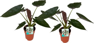 Plantenboetiek.nl | Alocasia Wentii | 2 stuks - Ø19cm - 75-85cm hoog - Kamerplant - Groenblijvend - Multideal