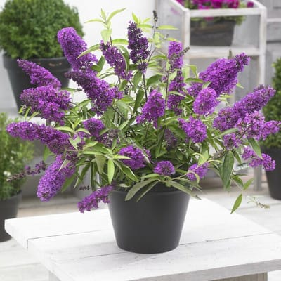 12 x Dwergvlinderstruik Tutti Frutti Lila|Roze - Winterharde Sierheester - Buddleja davidii Free Petite 'Tutti Frutti' in C2(liter) pot met hoogte 20-40cm