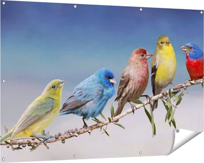 Gards Tuinposter Kleurrijke Zangvogels op een Tak - Kleur - 150x100 cm - Tuindoek - Tuindecoratie - Wanddecoratie buiten - Tuinschilderij
