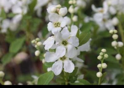 Exochorda rac. 'Magical Springtime'® - Parelstruik 30- 40 cm in pot