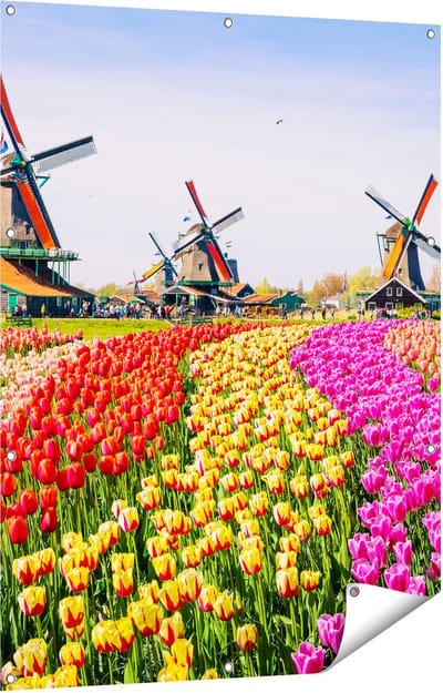 Gards Tuinposter Kleurrijke Tulpen Bloemenveld - Windmolen - 90x120 cm - Tuindoek - Tuindecoratie - Wanddecoratie buiten - Tuinschilderij
