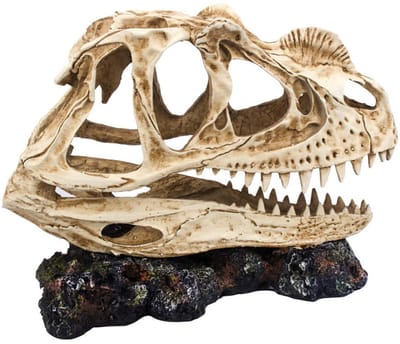 AC T-Rex Dinosaurus Schedel DeLuxe Groot – Meest verkocht – Realistische Aquarium of terrarium decoratie – Hoogwaardig Polyresin Ornament