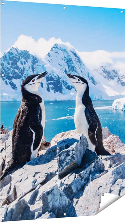 Gards Tuinposter Twee Pingu�ns op Stenen in Antarctica - 100x150 cm - Tuindoek - Tuindecoratie - Wanddecoratie buiten - Tuinschilderij