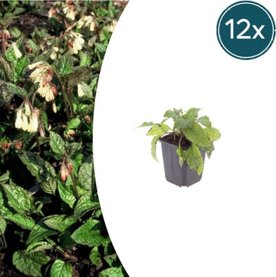 Tuinplantenshop.com | Symphytum grandiflorum | 12 stuks - Ø9cm - 10-25cm hoog - Tuinplant