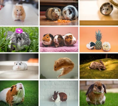 Ansichtkaartenset Knaagdieren